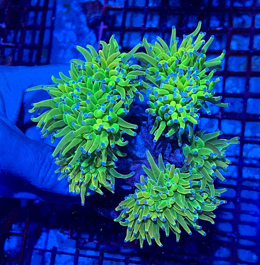 Extra Large Super Holy Grail Four Headed Torch Colony