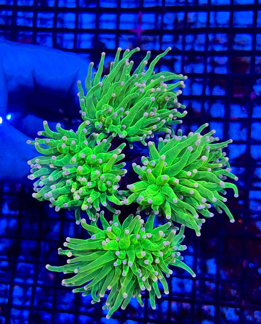 Extra Large Super Holy Grail Four Headed Torch Colony