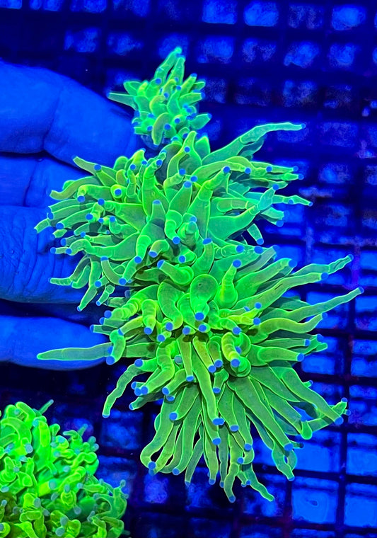 Extra Large Super Holy Grail Four Headed Torch Colony