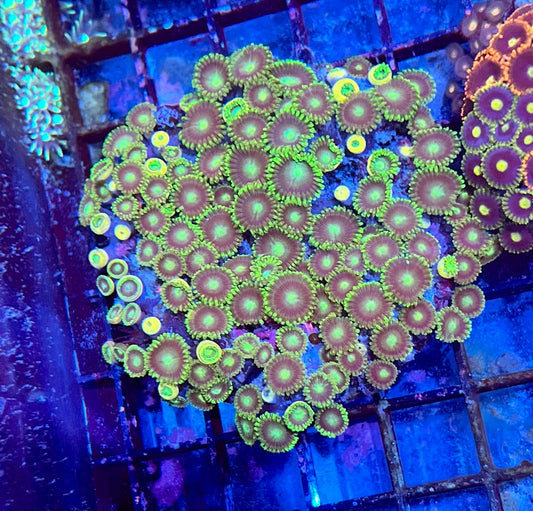 Large Ultra Mixed Garden Zoanthids
