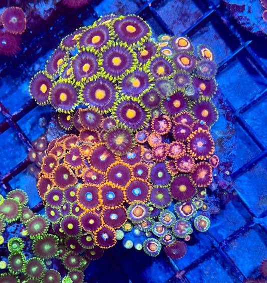 Large Ultra Mixed Garden Zoanthids