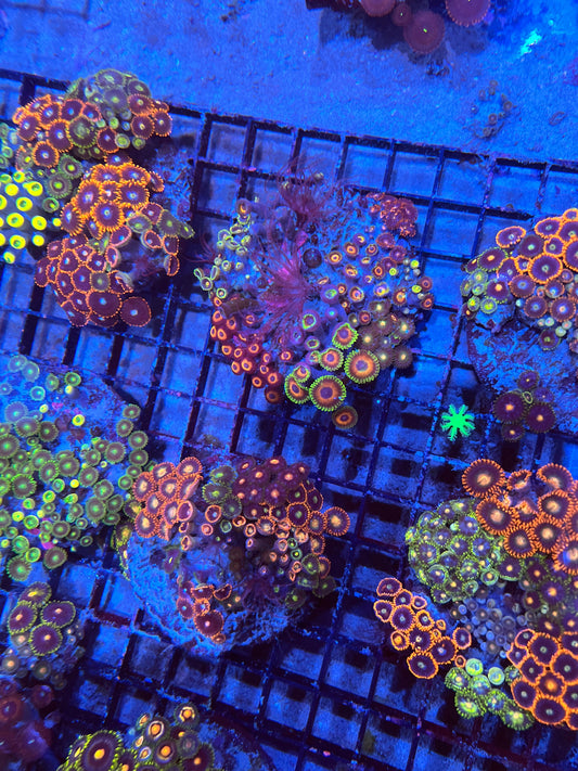 Large Ultra Mixed Garden Zoanthids