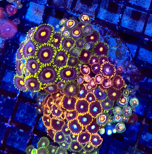 Large Ultra Mixed Garden Zoanthids