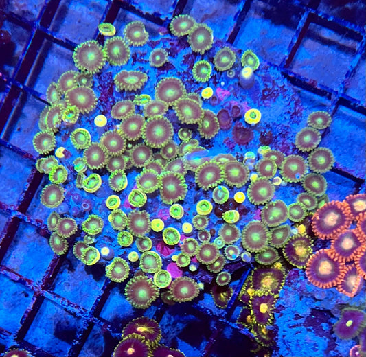 Large Ultra Mixed Garden Zoanthids