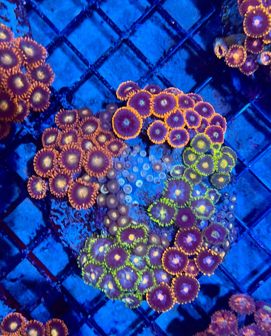 Large Ultra Mixed Garden Zoanthids