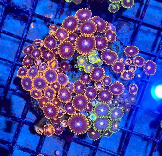 Large Ultra Mixed Garden Zoanthids