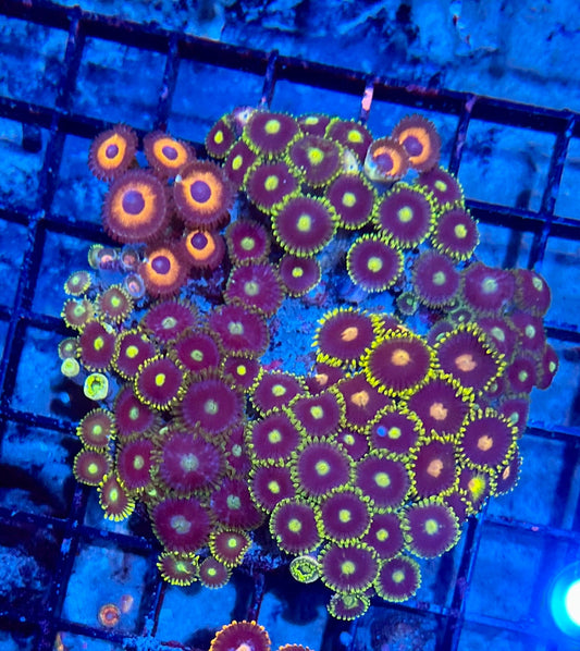 Large Ultra Mixed Garden Zoanthids