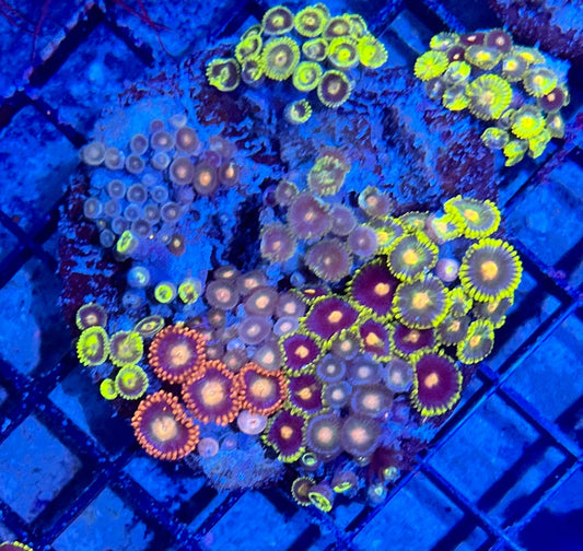 Large Ultra Mixed Garden Zoanthids