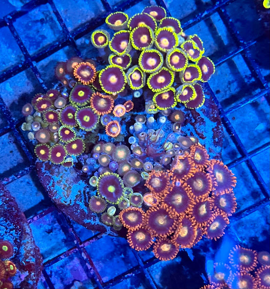 Large Ultra Mixed Garden Zoanthids