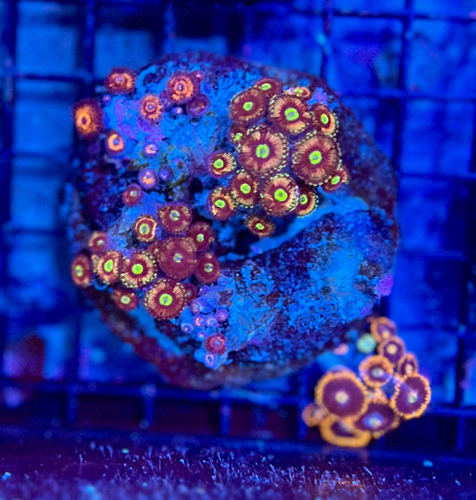 Large Ultra Mixed Garden Zoanthids