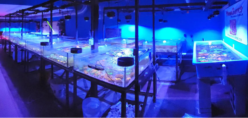 Modern aquarium with various tanks and lighting in a dark room