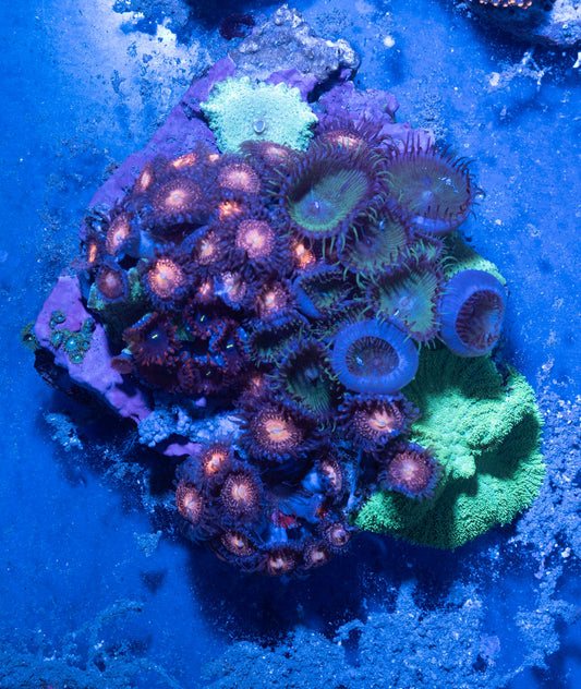 Mushroom/Zoa Combo Rock